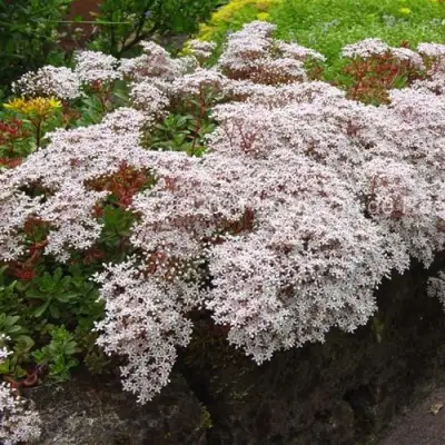 Очиток (седум) МУРАЛЕ белый в Лиде