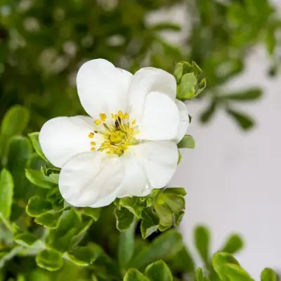 Лапчатка СНОУБЕРД кустарниковая в Лиде