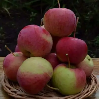 Яблоня РОДНИКОВАЯ в Лиде