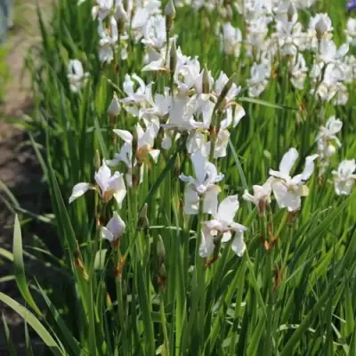 Ирис АЛЬБА сибирский в Лиде