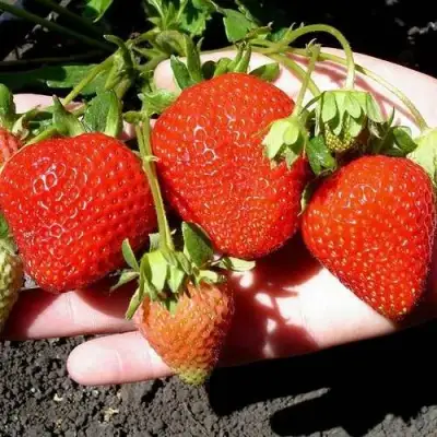 Клубника САН АНДРЕАС ремонтантная в Лиде