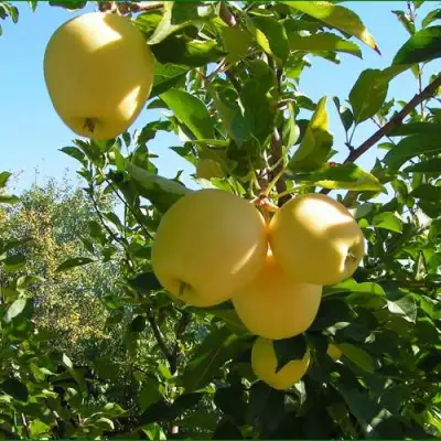 Яблоня ГОЛДЕН МИЛЛЕНИУМ в Лиде