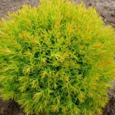 Туя АННИЕК западная в Лиде