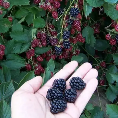 Ежевика ОРКАН бесшипная  в Лиде