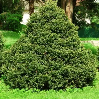 Ель ОЛЕНДОРФИ обыкновенная в Лиде