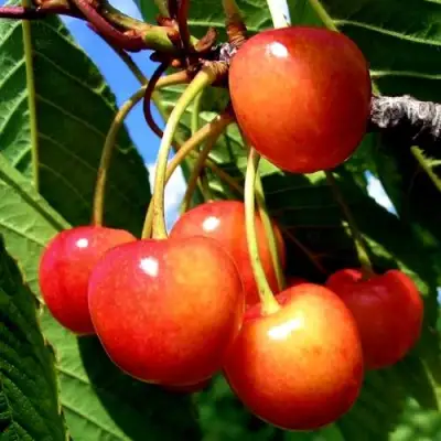 Черешня ФАТЕЖ в Лиде