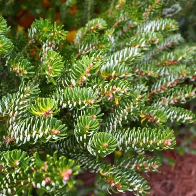 Пихта белая в Лиде