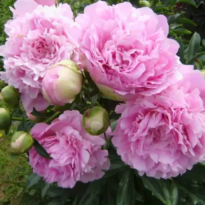 Пион ДИННЕР ПЛЕЙТ травянистый в Лиде