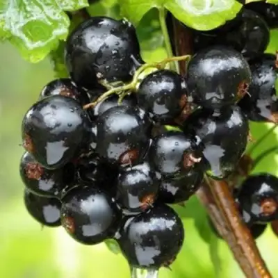 Смородина черная БЫЛИННАЯ (ВЕРНОСТЬ) в Лиде