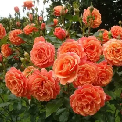 Роза БЕЛЬВЕДЕР шраб в Лиде