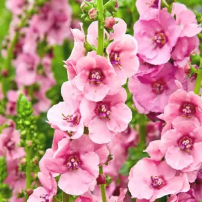 Коровяк ПИНК ДОМИНО гибридный (вербаскум) в Лиде