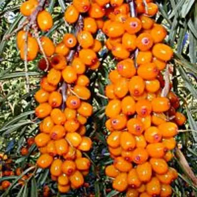 Облепиха СУДАРУШКА в Лиде