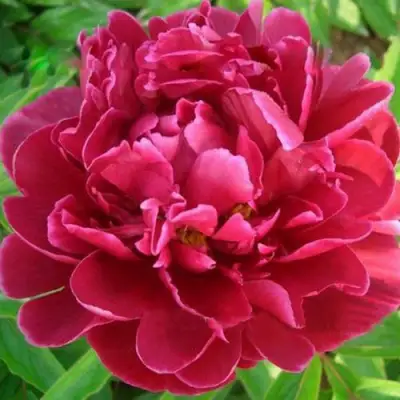 Пион КИТАЙСКИЙ ШЕЛК травянистый в Лиде