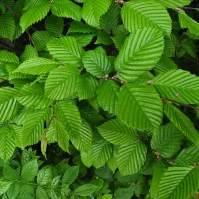 Граб  в Лиде