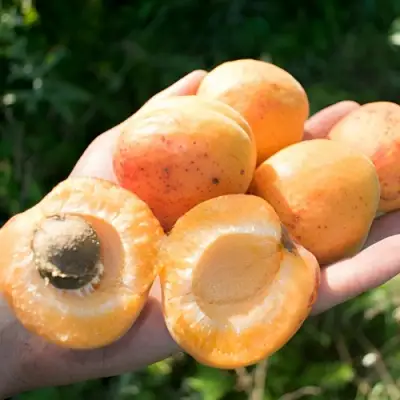 Абрикос ХАРГРАНД в Лиде