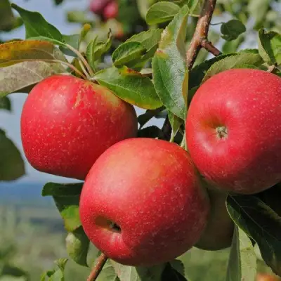 Яблоня ГАЛА МАСТ в Лиде