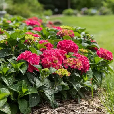 Гортензия ЭНДЛЕСС САММЕР ЛАВ крупнолистная в Лиде