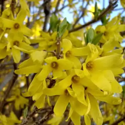 Форзиция ФОРЧУНА в Лиде