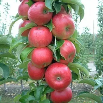 Яблоня АНТЕЙ КИЕВСКИЙ колонновидная в Лиде