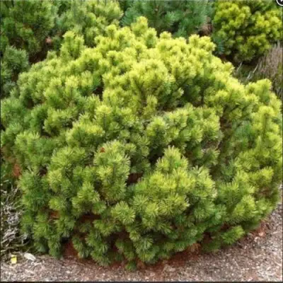 Ель ДАНС ДВАРФ обыкновення в Лиде