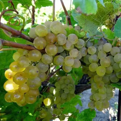 Виноград КРИСТАЛЛ в Лиде