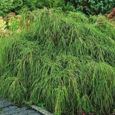 Кипарисовик ФИЛИФЕРА НАНА горохоплодный  в Лиде