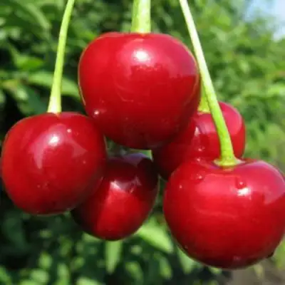 Дюк ПРЕВОСХОДНАЯ ВЕНЬЯМИНОВА в Лиде