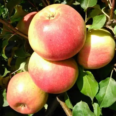 Яблоня ЭМБАССИ в Лиде