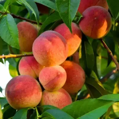 Персик ЗОЛОТОЙ ЮБИЛЕЙ в Лиде