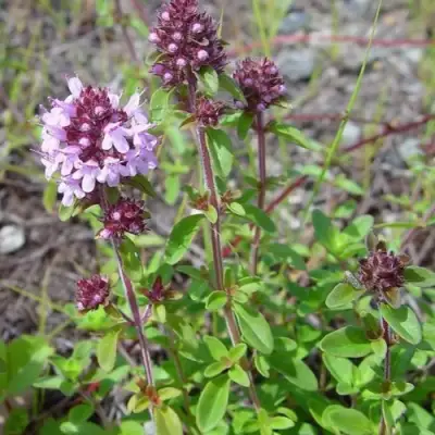 Тимьян яйцевидный в Лиде