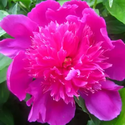 Пион РОЗОВЫЙ БУДДА травянистый в Лиде