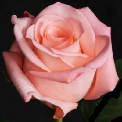 Роза АНГАЖЕМЕНТ чайно-гибридная в Лиде