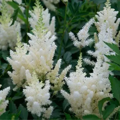 Астильба ХЭППИ ДЕЙ Арендса в Лиде