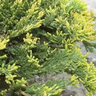 Можжевельник ГОЛДЕН КАРПЕТ горизонтальный  в Лиде