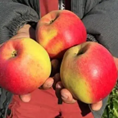 Яблоня СОКОЛОВСКОЕ стелющаяся в Лиде