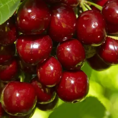 Черешня ВАЛЕРИЙ ЧКАЛОВ в Лиде