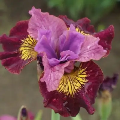 Ирис МИСС ЭППЛ сибирский в Лиде