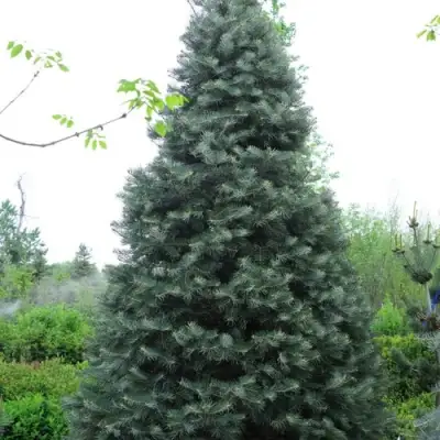 Пихта белая в Лиде