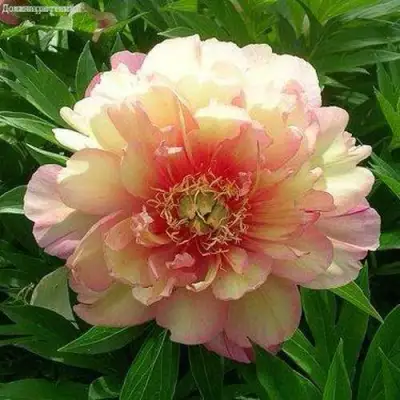 Пион ДЖУЛИЯ РОУЗ ито-гибрид в Лиде