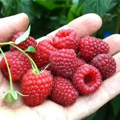 Малина ХИМБО-ТОП в Лиде