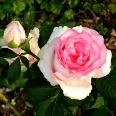 Роза ДОЛЬЧЕ ВИТА чайно-гибридная в Лиде