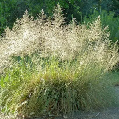 Каплесеменник воздушный в Лиде