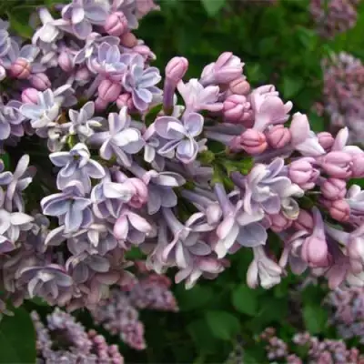 Сирень КОНДОРСЕ в Лиде