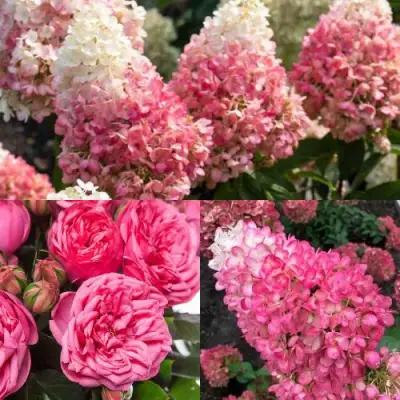 Комплект МАЛИНОВЫЙ ДЕСЕРТ в Лиде