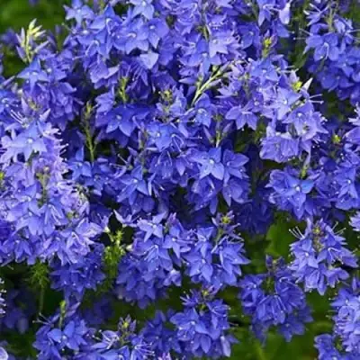 Вероника РОЯЛ БЛЮ большая в Лиде