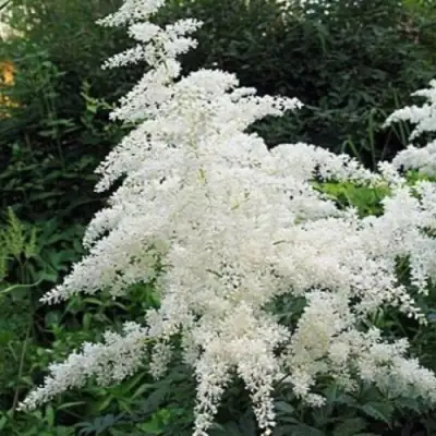 Астильба БРАУТШЛЕЙЕР Арендса в Лиде