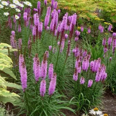 Лиатрис РОЗЕА колосковая в Лиде