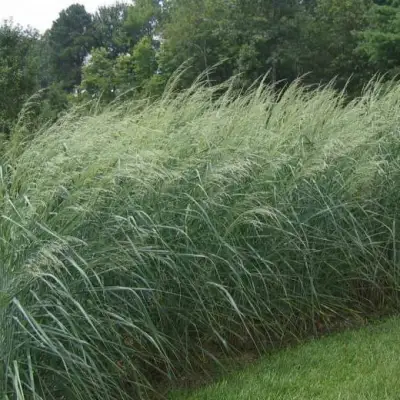 Просо ДЕВЕЙ БЛЮ в Лиде