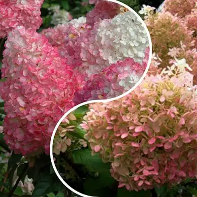 Комплект МАЛИНОВЫЙ ЗАКАТ в Лиде