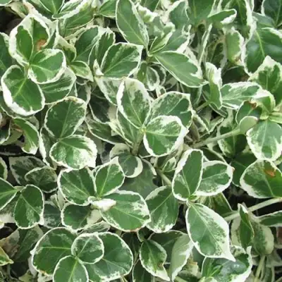 Бересклет ЭМЕРАЛЬД ГАИТИ форчуна  в Лиде